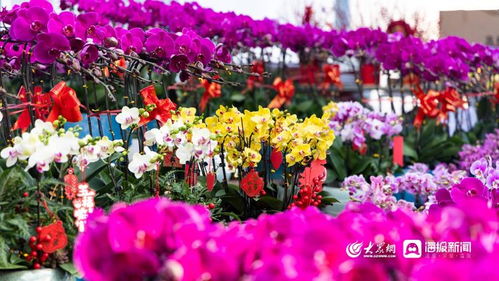 新春走基层 百花齐放年味浓,威海花卉市场人气旺